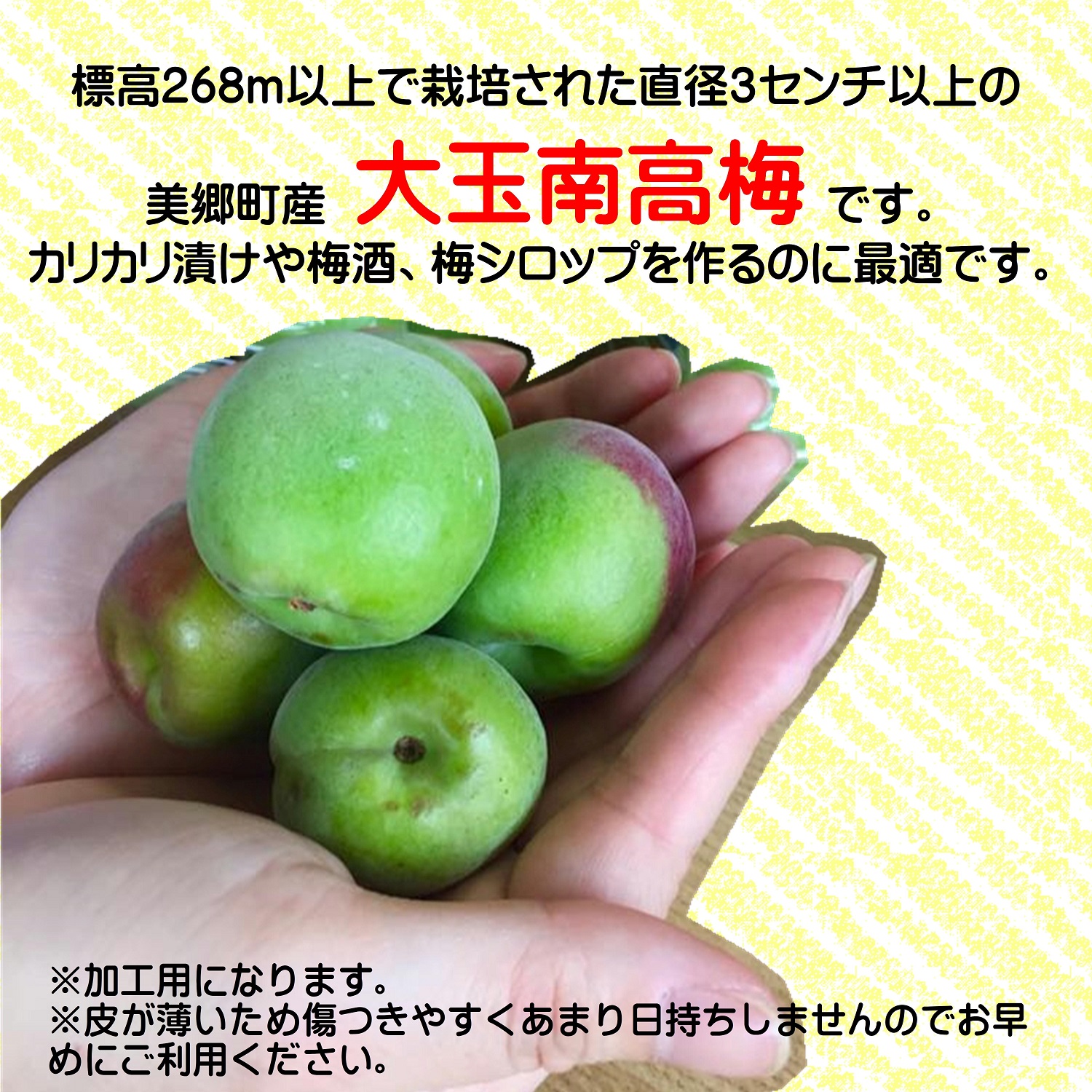 絶対一番安い 南高梅 1㎏以上 梅酒 梅シロップ用 agapeeurope.org