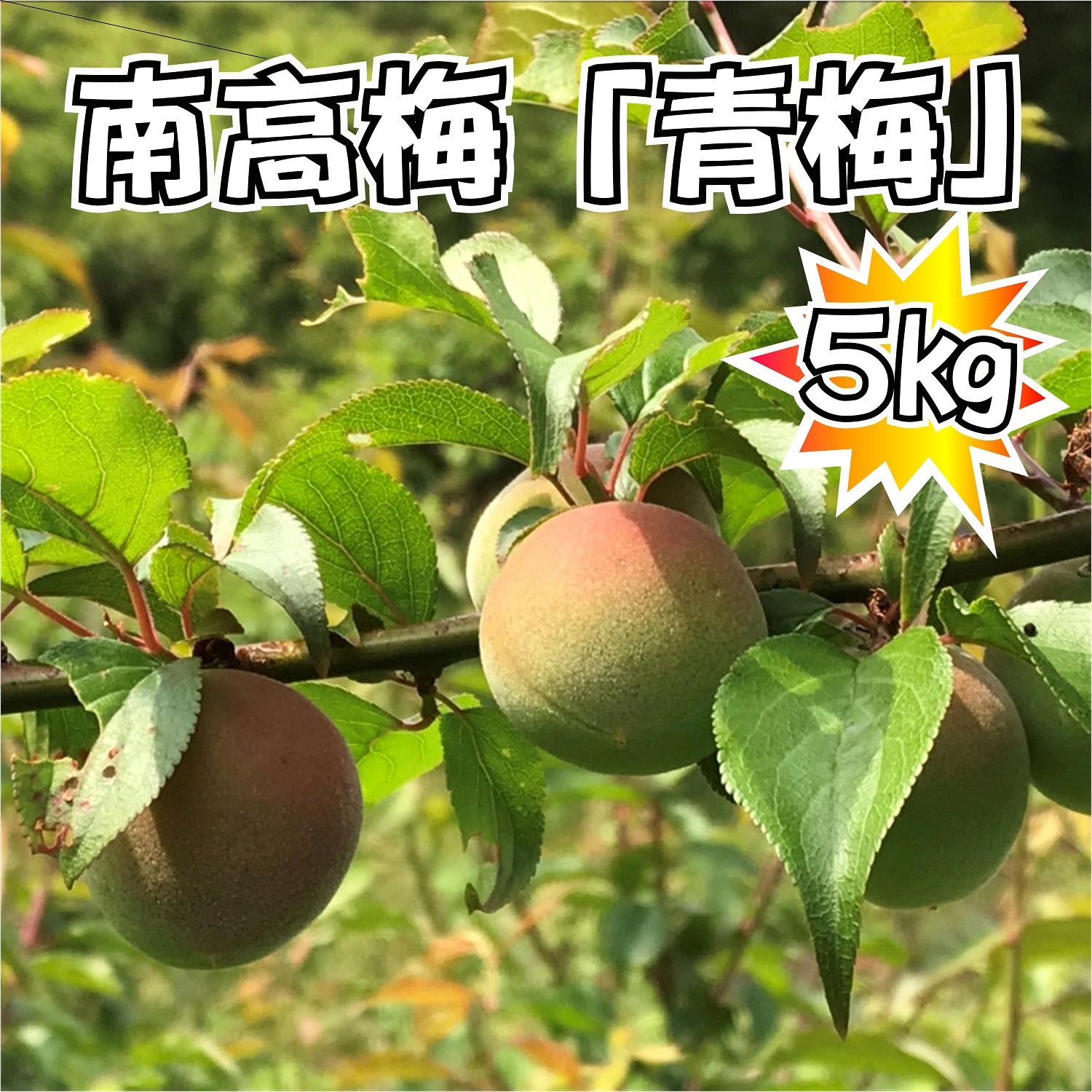 【期間限定】南高梅　青梅　5㎏